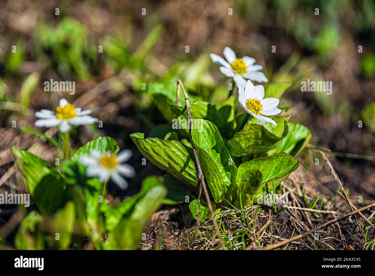 Nahaufnahme von weißen Sumpfblumen auf dem Linkins Lake Trail am Independence Pass in felsigen Bergen in der Nähe von Aspen, Colorado im Sommer mit Boden Stockfoto