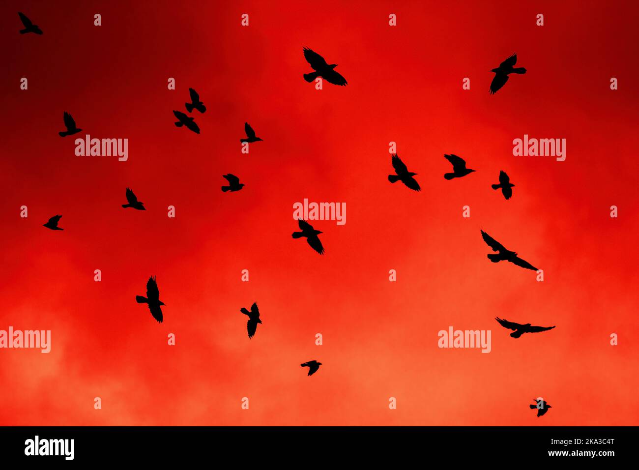 Krähen im roten Sonnenuntergangshimmel mehrere Krähen Silhouetten 19 fliegen gegen den leuchtend rot-orangenen Himmel im Landschaftsformat künstlerische Effekte Klonen der Größe der Farbe Stockfoto
