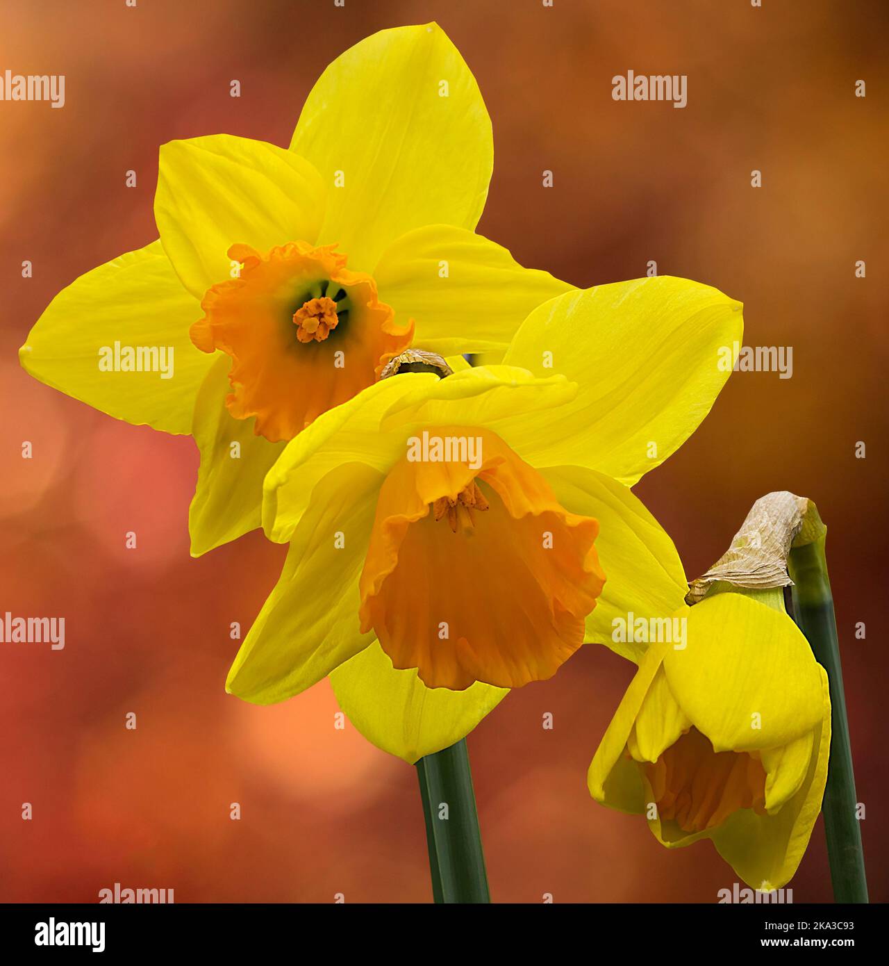 Wilde Narzissen (Narcissus pseudonarcissus) sechs breite, spitz zulaufende gelbe Blütenblätter um dunklere, orange gelbe Trompete, drei Blüten saisonaler Frühjahrspflanze Stockfoto