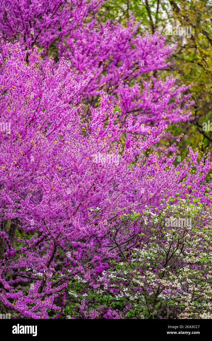 Rotbudsbaum blühende Blumen Äste mit vielen lila rosa bunte lebendige Blüten im Frühling im Garten Hinterhof in Virginia im Frühling verti Stockfoto