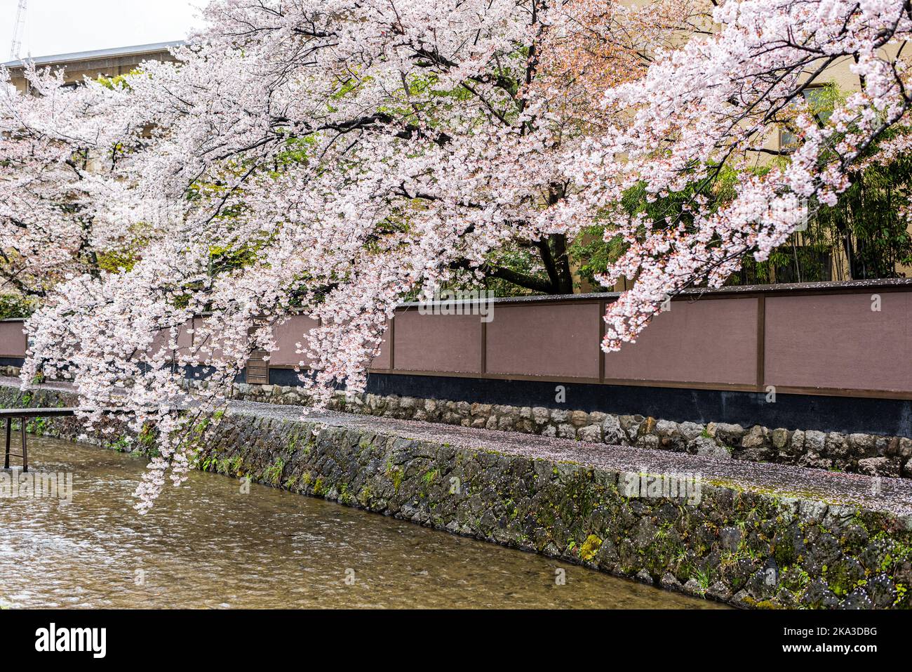 Kyoto, Japan Gion-Viertel mit Kirschblüten-Sakura-Bäumen, Blumen im Frühlingsgarten mit Blütenblättern, die auf dem Shirakawa-Flusswasser schweben Stockfoto