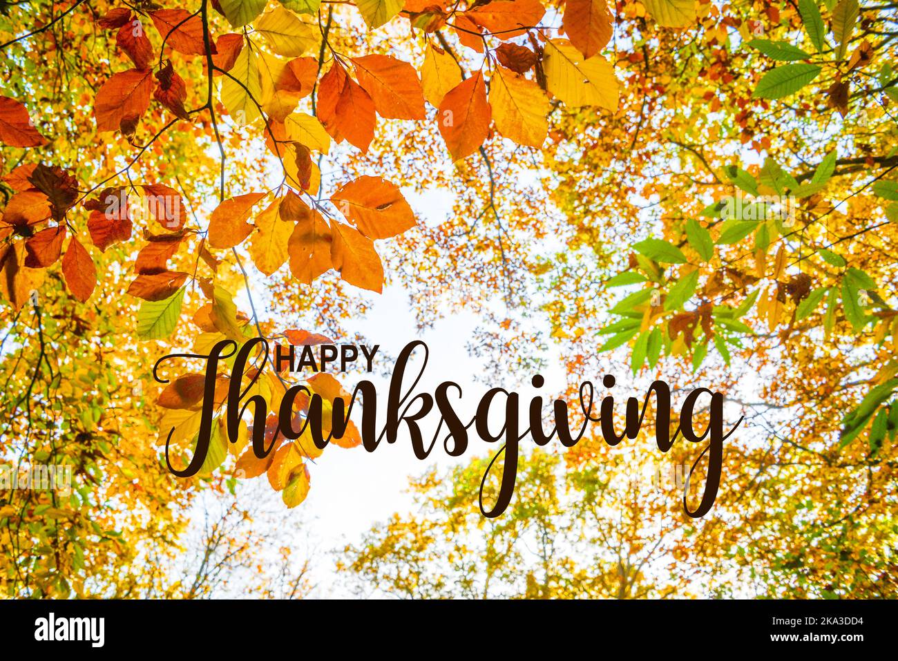 Happy Thanksgiving Karte. Der Herbst zieht gegen den Himmel und blickt im Herbst in einen Wald Stockfoto