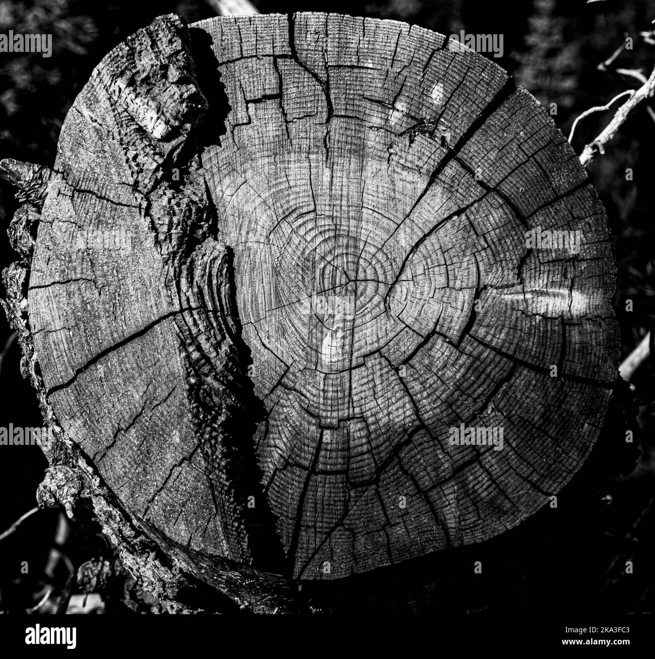 Nahaufnahme eines geschnittenen Baumstumpfs mit hartem Licht und Schatten. Stockfoto