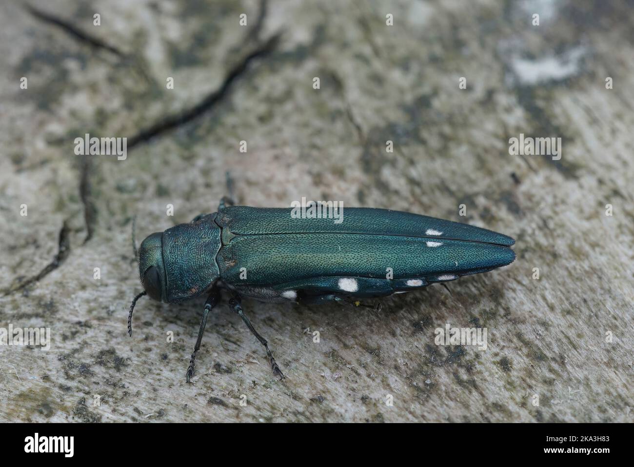 Nahaufnahme des schönen grün gefärbten zweigefleckten Eichenbuprestid- oder Eichensplendor-Käfers, Agrilus biguttatus, eine Schädlingsart für Eichen Stockfoto