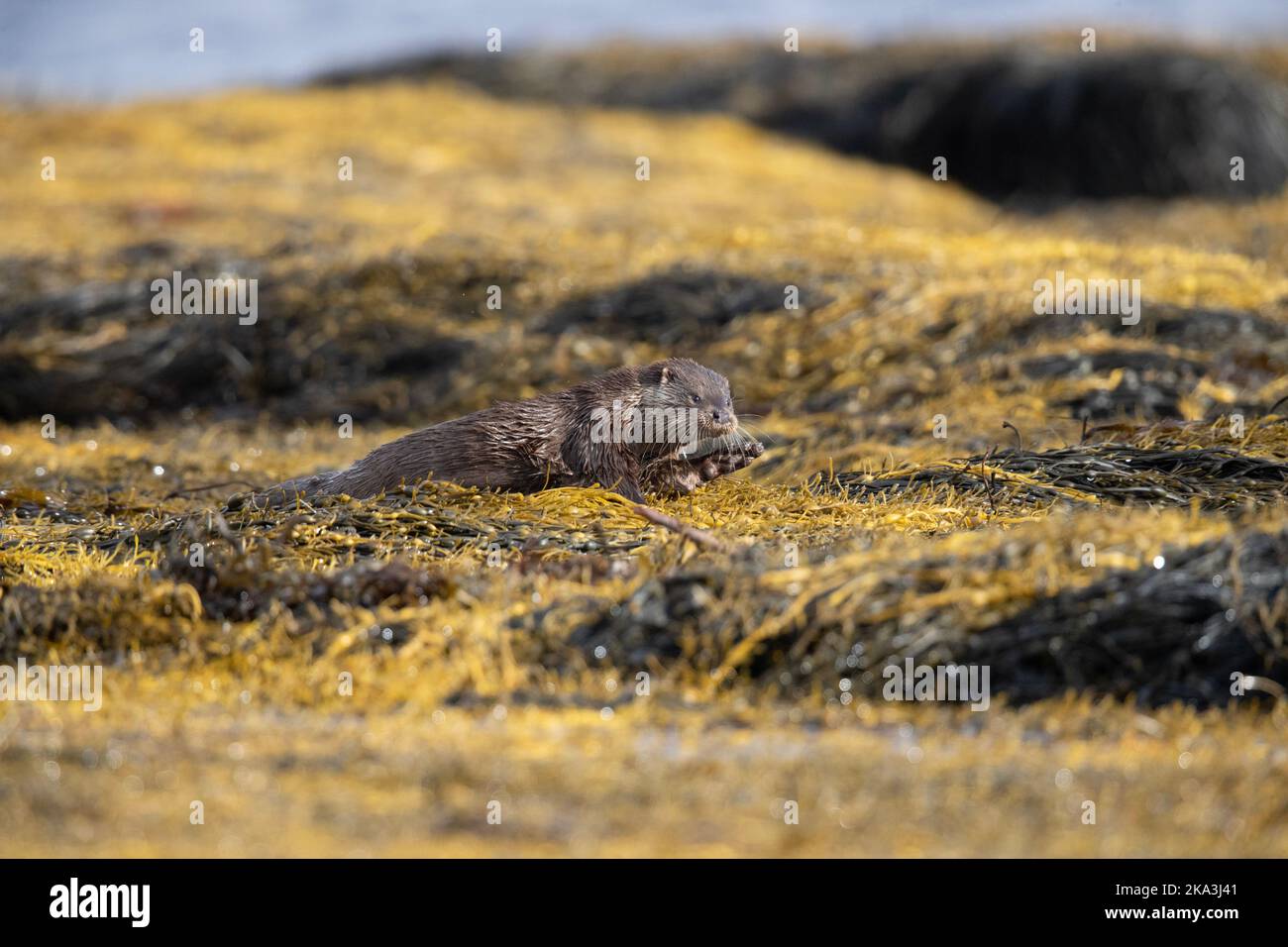 Otter auf der Isle of Mull, Westküste Schottlands, in den Inneren Hebriden, zeigt verschiedene Verhaltensweisen und Haltungen auf Seegras entlang der Küste. Stockfoto