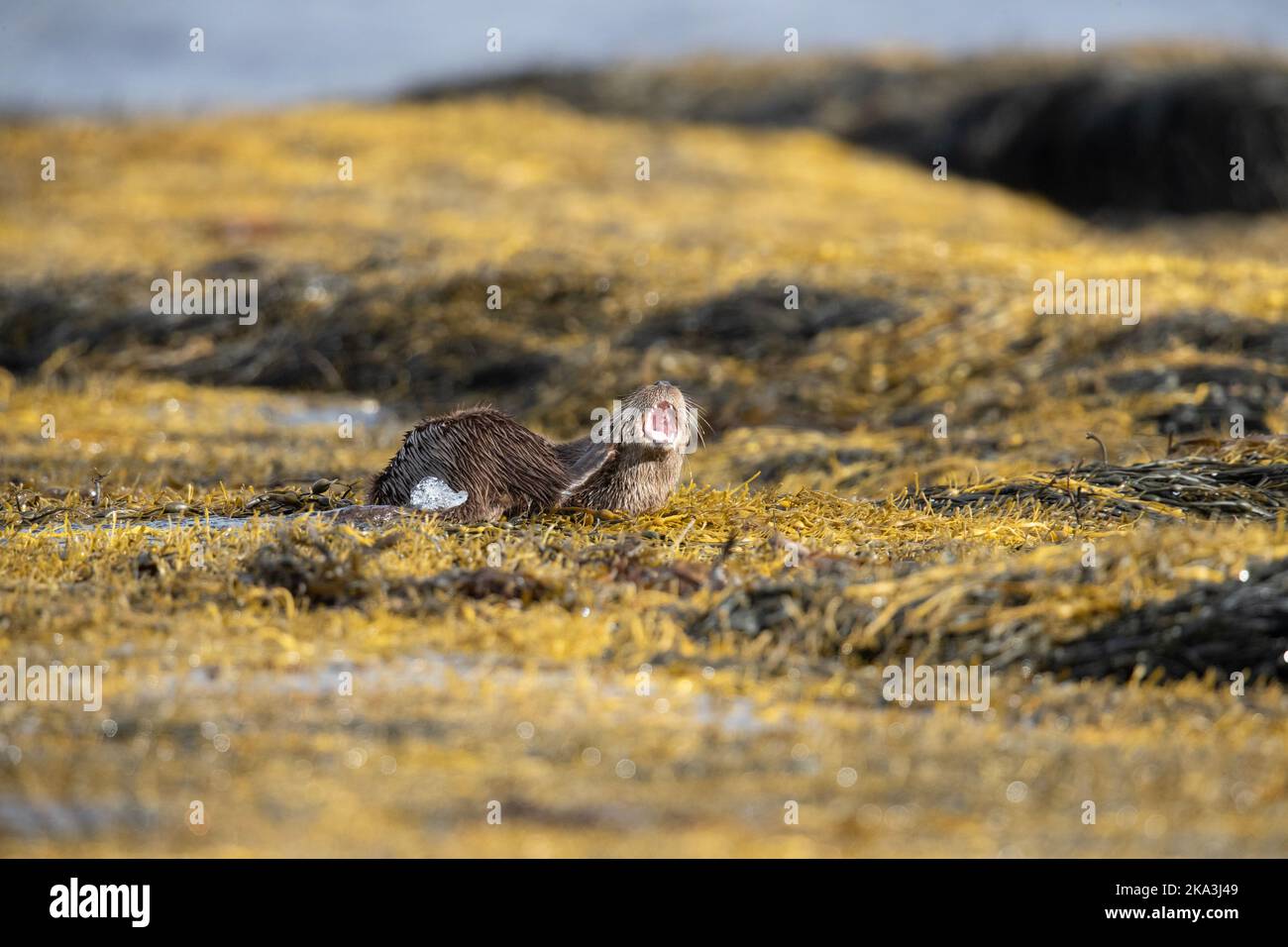 Otter auf der Isle of Mull, Westküste Schottlands, in den Inneren Hebriden, zeigt verschiedene Verhaltensweisen und Haltungen auf Seegras entlang der Küste. Stockfoto