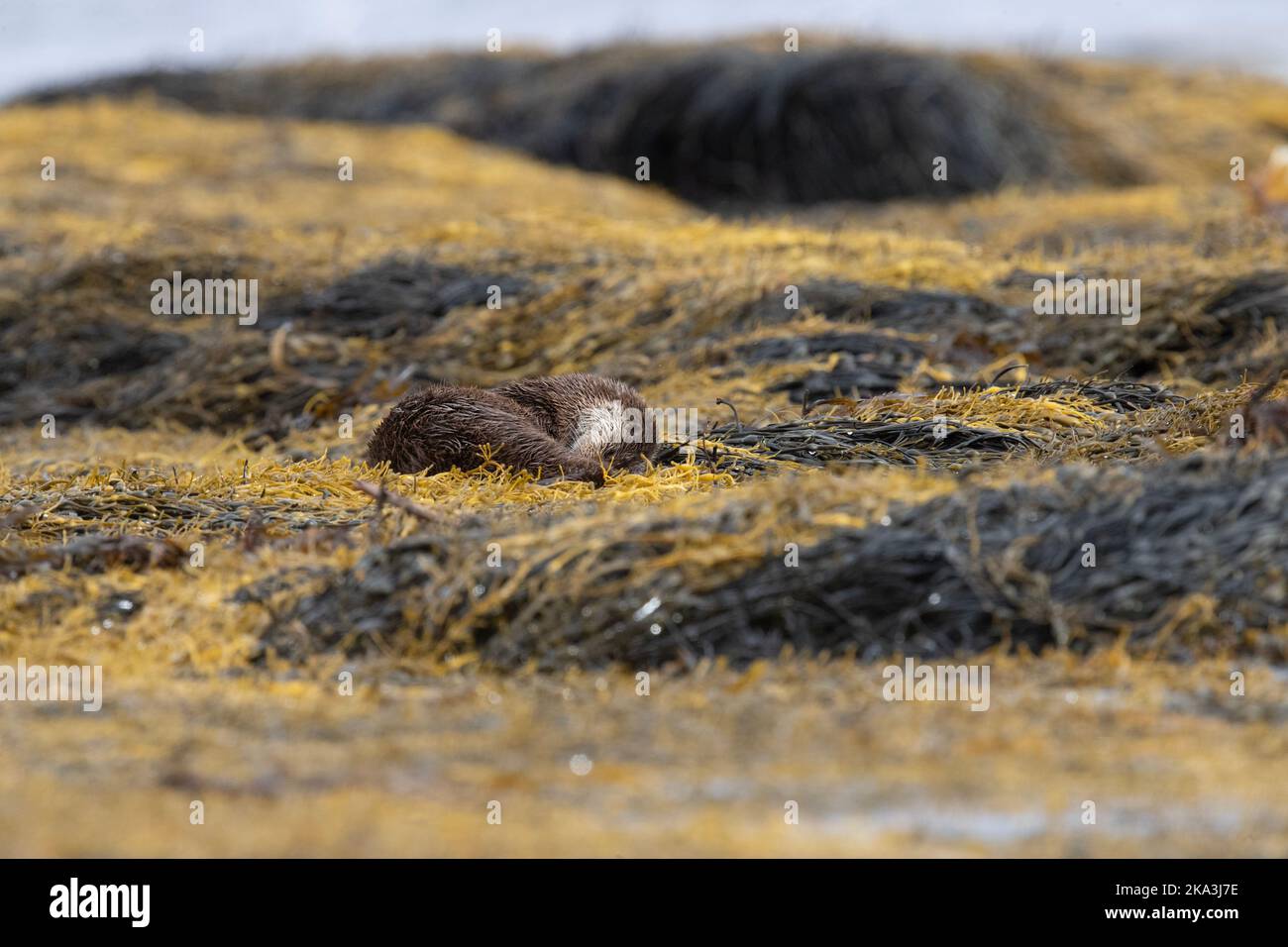 Otter auf der Isle of Mull, Westküste Schottlands, in den Inneren Hebriden, zeigt verschiedene Verhaltensweisen und Haltungen auf Seegras entlang der Küste. Stockfoto