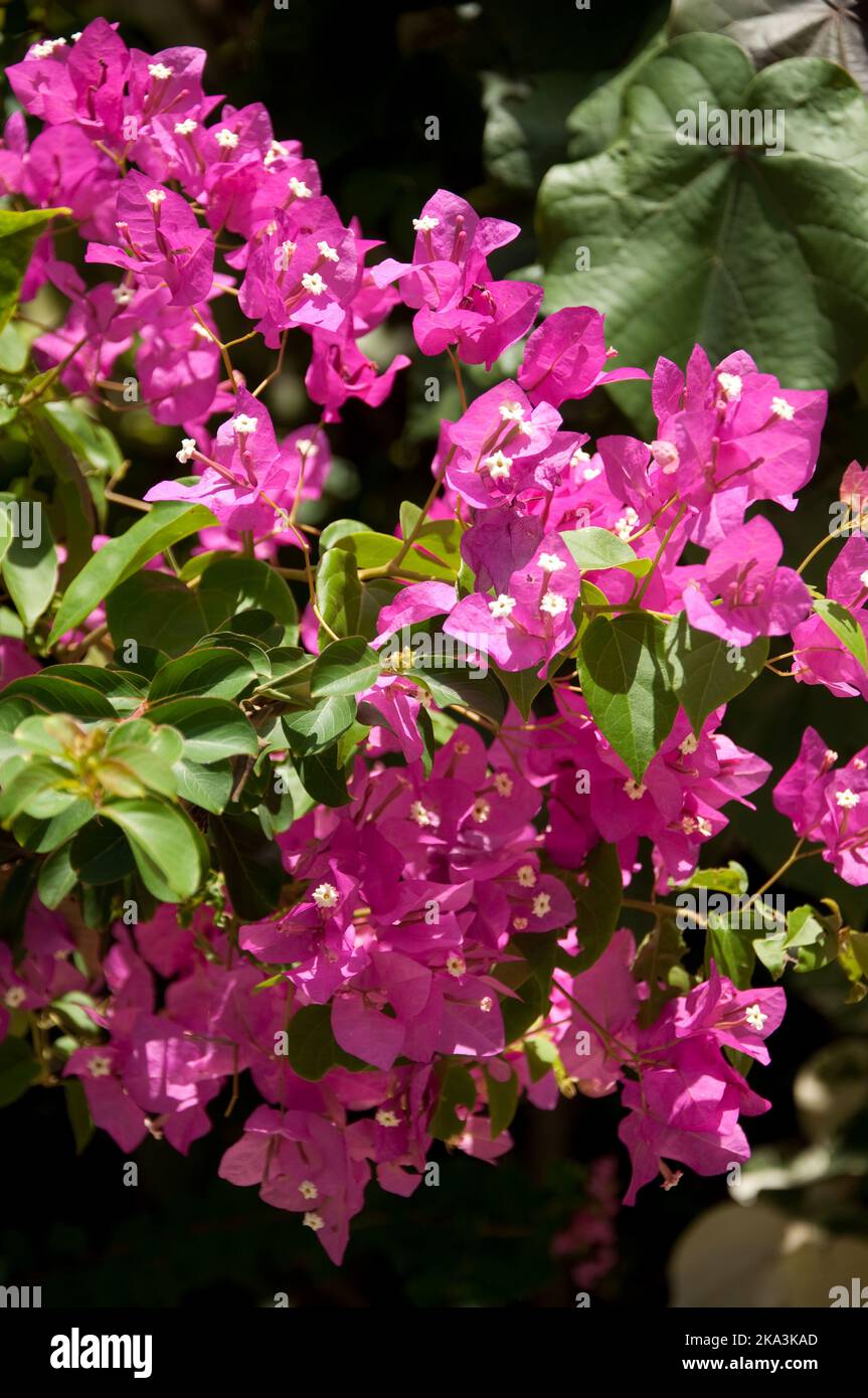 Pink Bougainvillea, Jacmel, Haiti Stockfoto