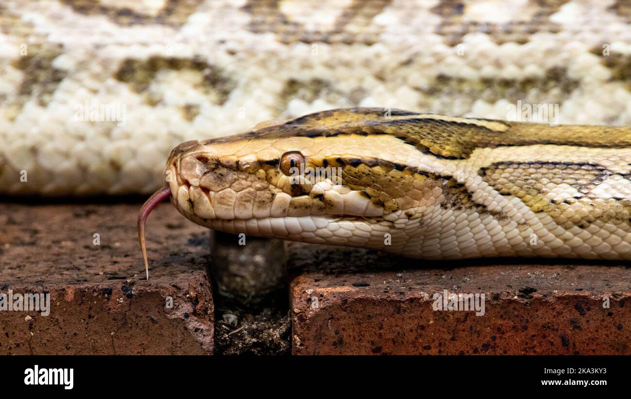 Die birmanische Python ist typischerweise 5 m (16 ft.) lang und wiegt bis zu 90 kg (200 lbs.). Sie ist eine der größten Schlangen der Welt. Die burmesischen Pythons sind es Stockfoto