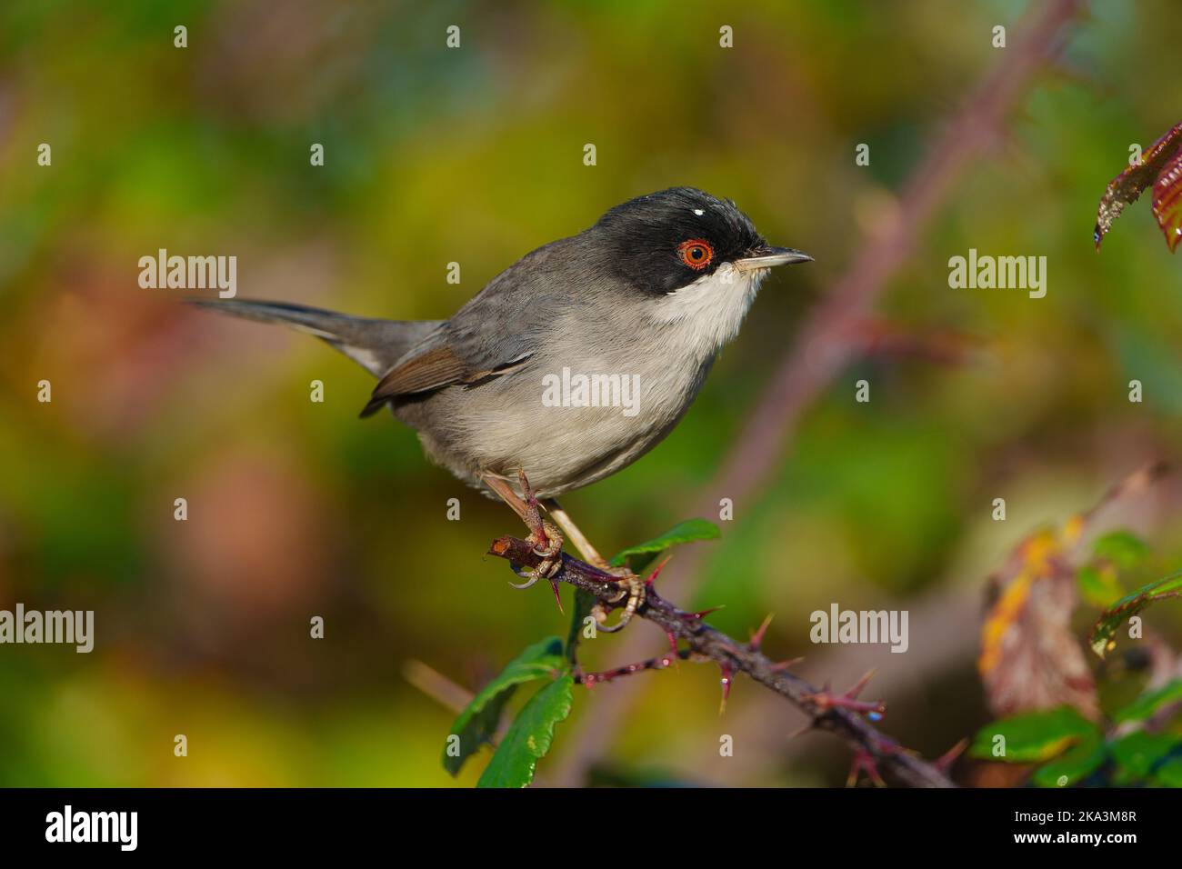 Sylvia melanocephala Stockfoto