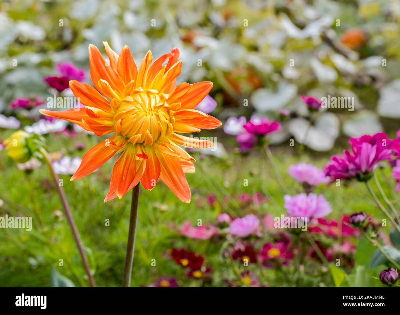 Nahaufnahme von bunten Dahlia-Blumen, Schottland, Großbritannien Stockfoto