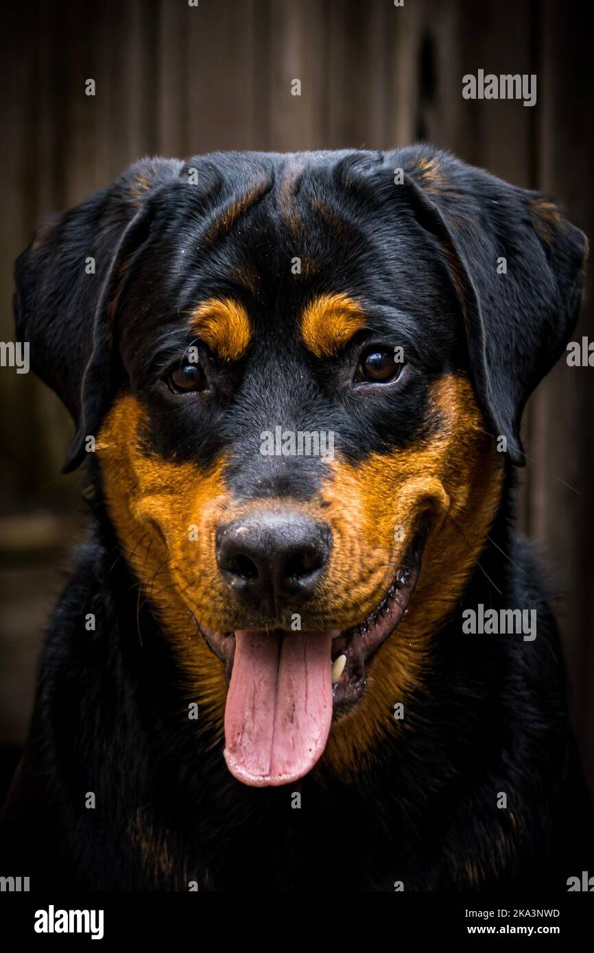 Eine vertikale Aufnahme von Rottweiler mit der Zunge aus der Kamera Stockfoto