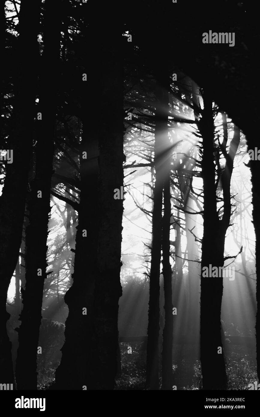 Getupptes Sonnenlicht durchbrach den Wald von Bäumen und schuf vertikale Linien und Schatten. Stockfoto