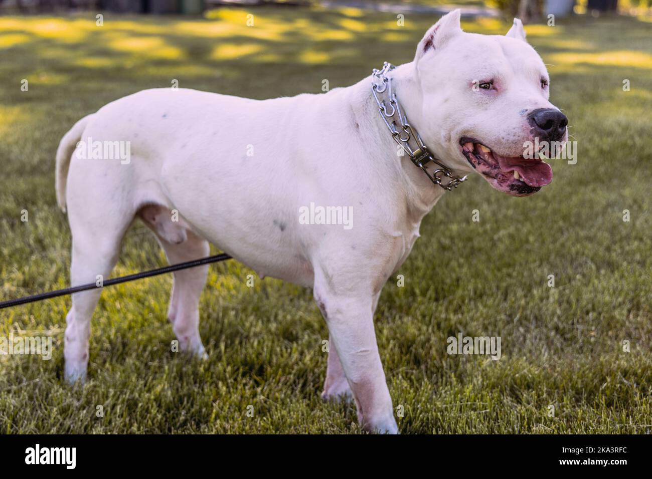 Nahaufnahme eines Dogo Argentino in einem Park Stockfoto