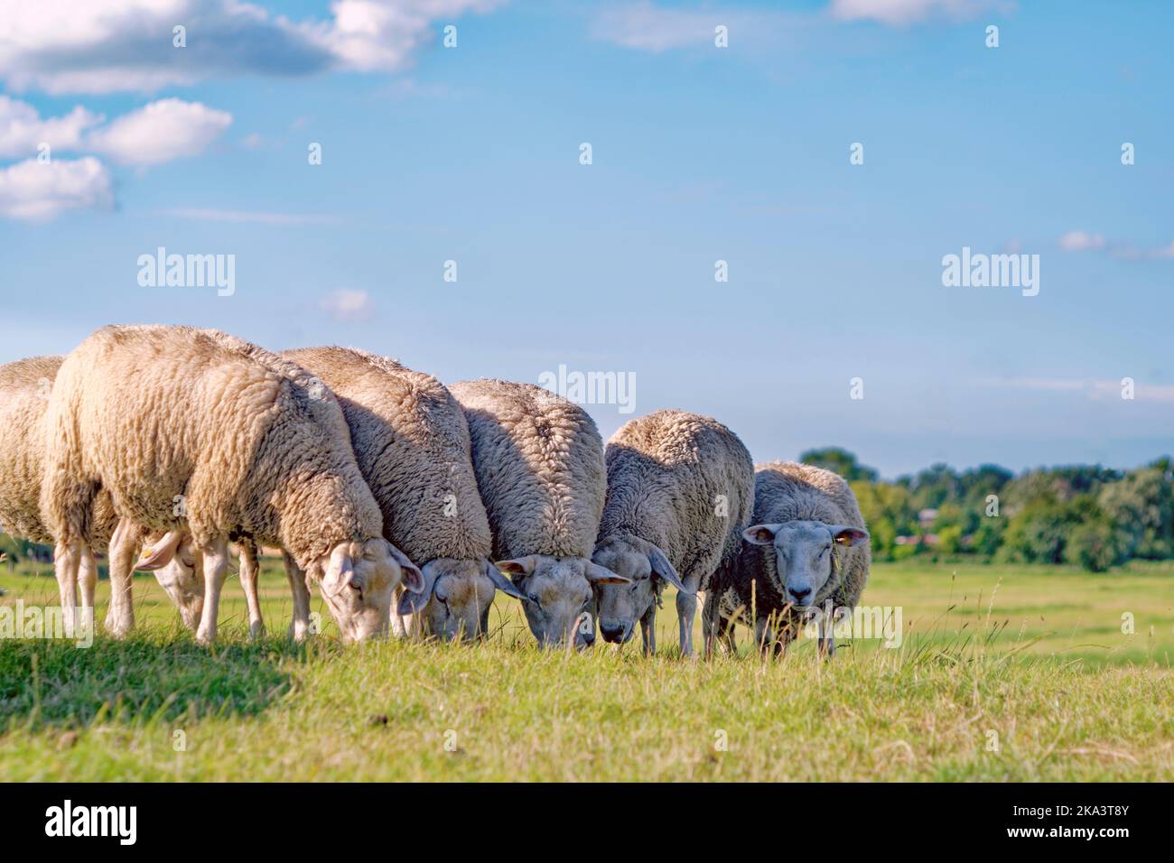 Fünf Schafe, die in einer Reihe auf einem Feld grasen, Ostfriesland, Niedersachsen, Deutschland Stockfoto