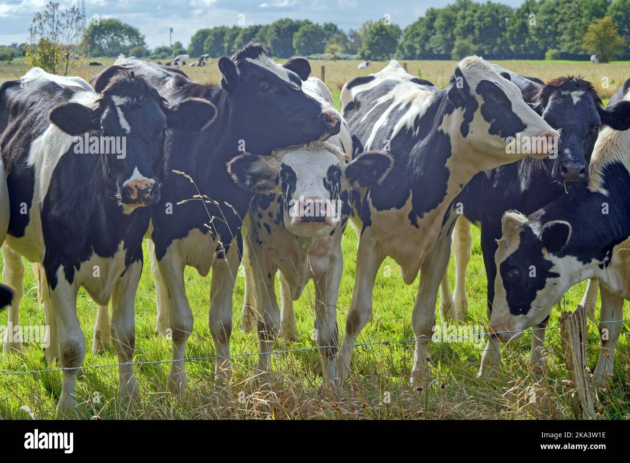 Herde junger Kühe, die im Sommer auf einem Feld stehen, Ostfriesland, Niedersachsen, Deutschland Stockfoto