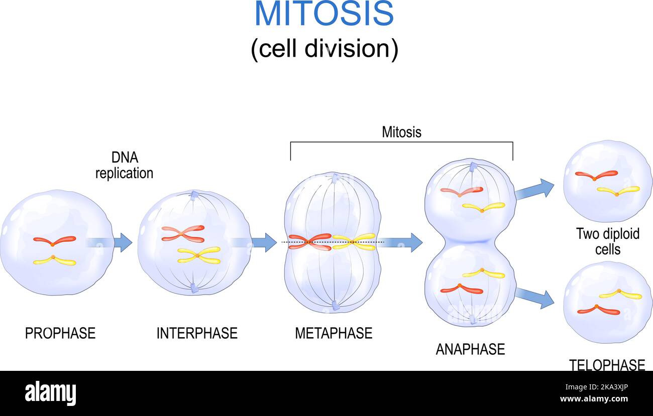 Teilung der Mitosenzelle. Vektordiagramm. Poster für Bildung Stock Vektor