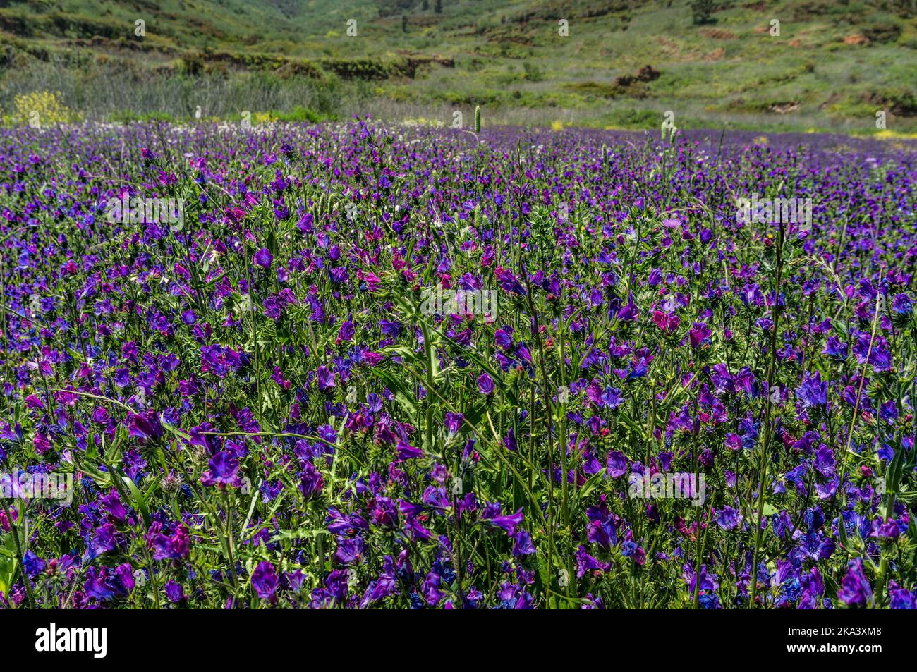 Blumenfeld, violette Vipern-bugloss. Wilde Frühlingsblumen Echium plantagineum Stockfoto