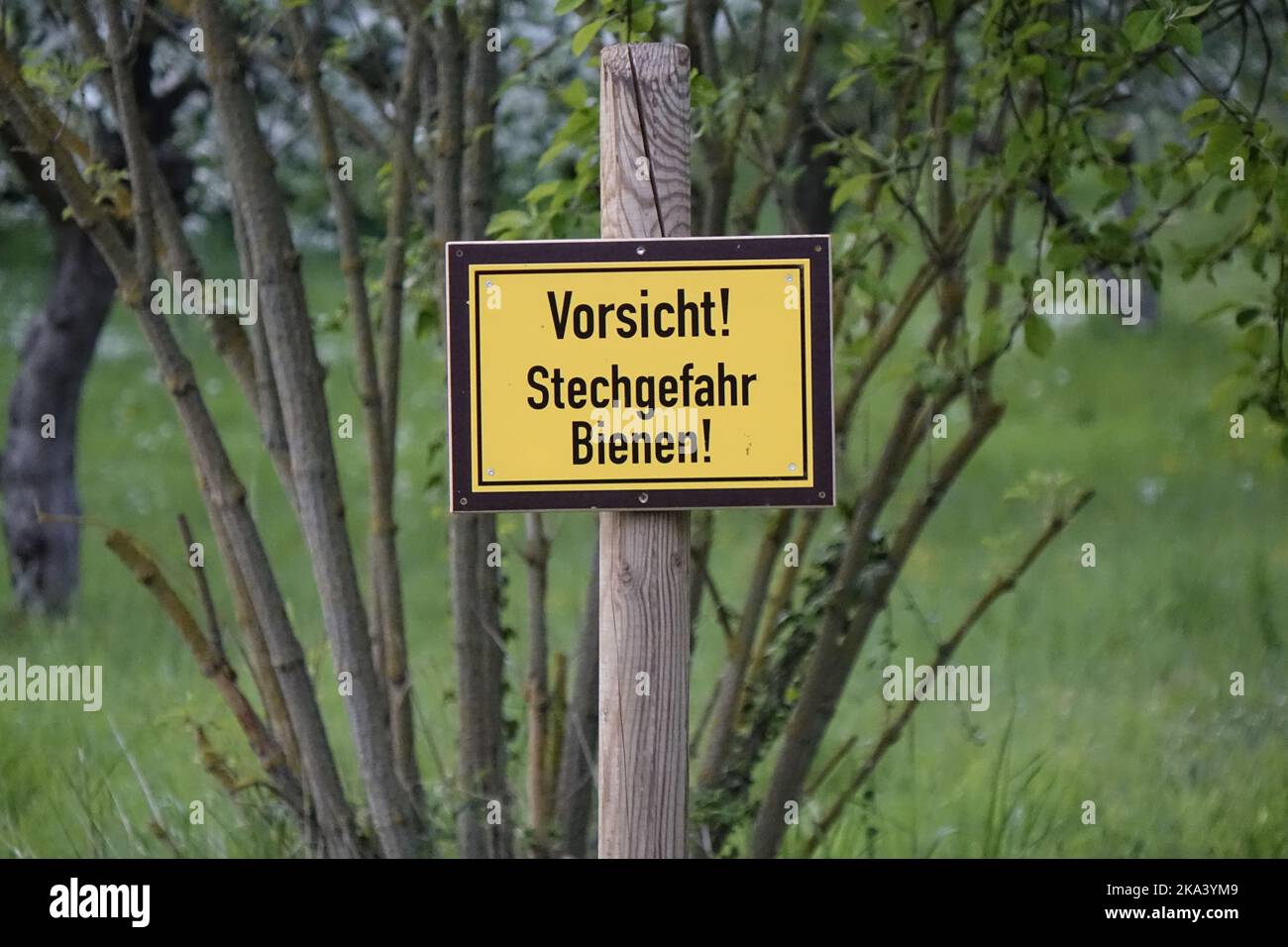 Schwarz-gelbes Warnschild „Achtung! Stichgefahr. Bienen!“ Im Frühjahr (horizontal), Hildesheim, Niedersachsen, Deutschland Stockfoto