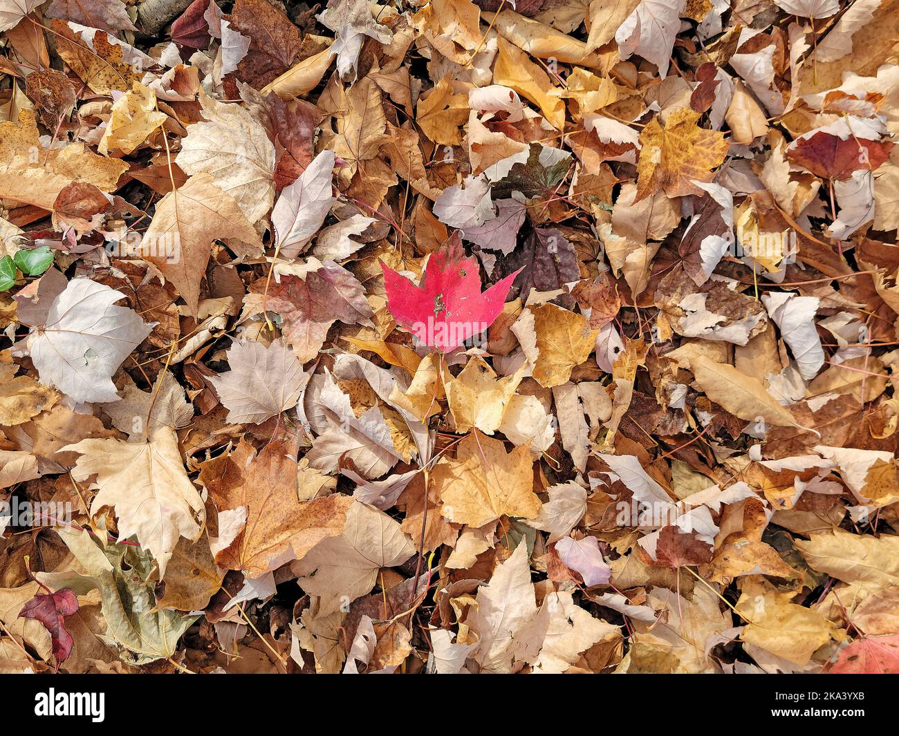 Einzelnes rotes Ahornblatt auf braunen Blättern auf dem Boden Stockfoto