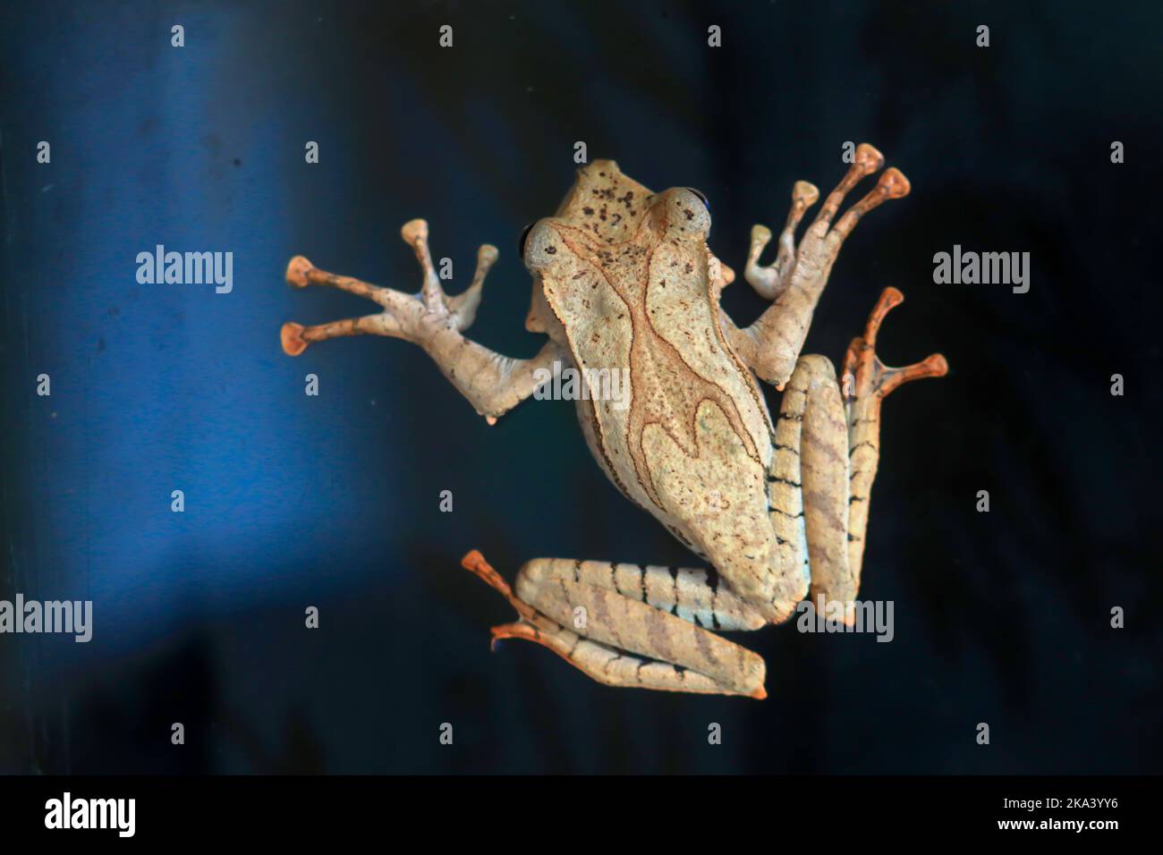 Ansicht eines Baumfrosches von oben, Indonesien Stockfoto