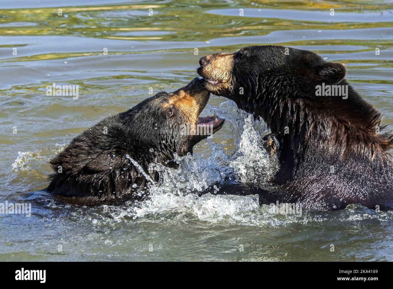 Zwei amerikanische Schwarzbären (Ursus americanus) spielen Kampf / Spielkampf / Spielen und Planschen im Wasser des Teiches Stockfoto