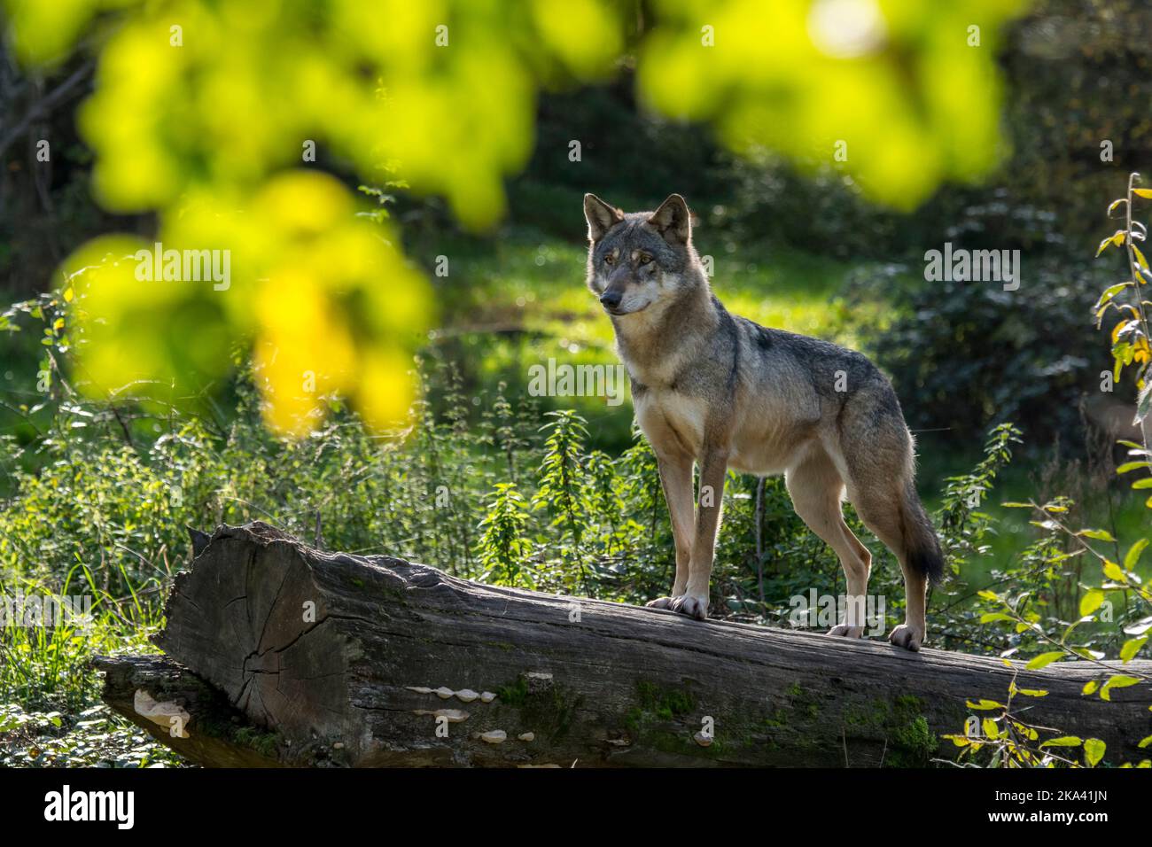Dünner einsamer eurasischer Wolf / einsamer grauer Wolf (Canis lupus lupus), der im Herbst/Herbst einen gefallenen Baumstamm als Ausguck-Punkt im Wald verwendet Stockfoto