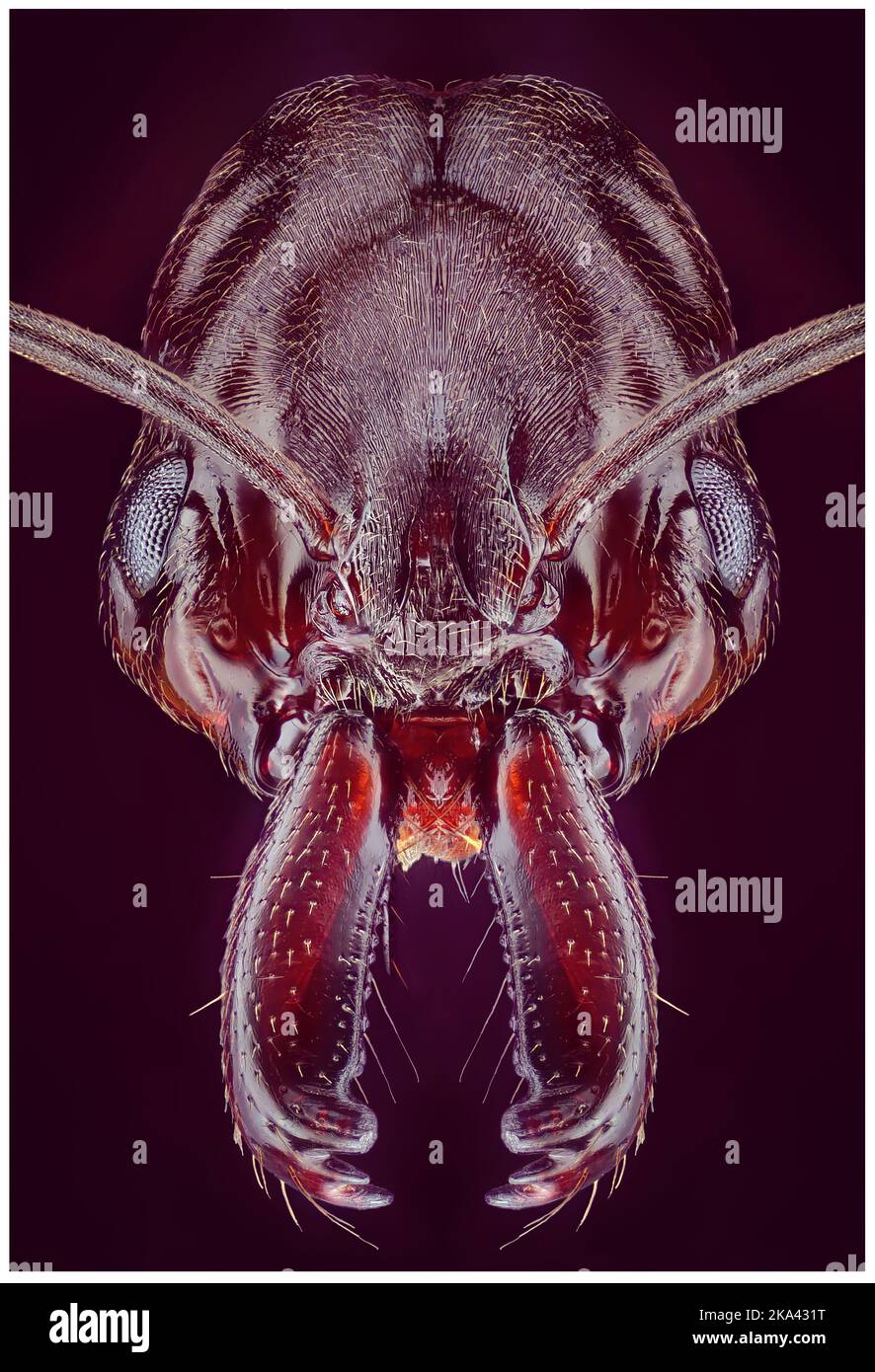 Kopfdetail von Trap Jaw Ant Odontomachus SP, Arthropoda Phylum, Unterfamilie Ponerinae, Makroansicht mit 10X Vergrößerungen Stockfoto