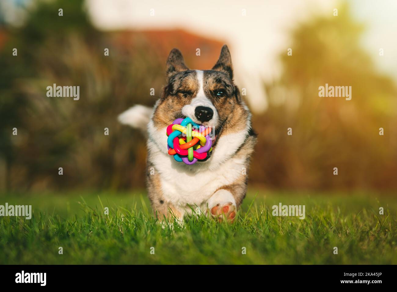 Fröhlicher, verspielter Corgi-Hund, der bei Sonnenuntergang mit Spielzeug im Mund im Freien läuft. Portrait von schönen reinrassigen blauen Merle Cardigan welsh Corgi läuft mit Spielzeug. Stockfoto