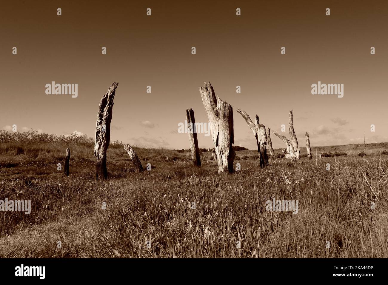 Die berühmten Stumps am Thornham Harbour in Norfolk wurden in Mono gedreht Stockfoto