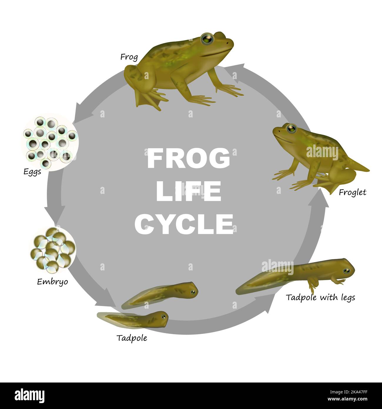 Lebenszyklus eines Frosches. Froglet, Frosch, Kaulquappe mit Beinen, Kaulquappe, Embryo, Eier. Diagramm der Entwicklungskröten der Evolution. Stock Vektor