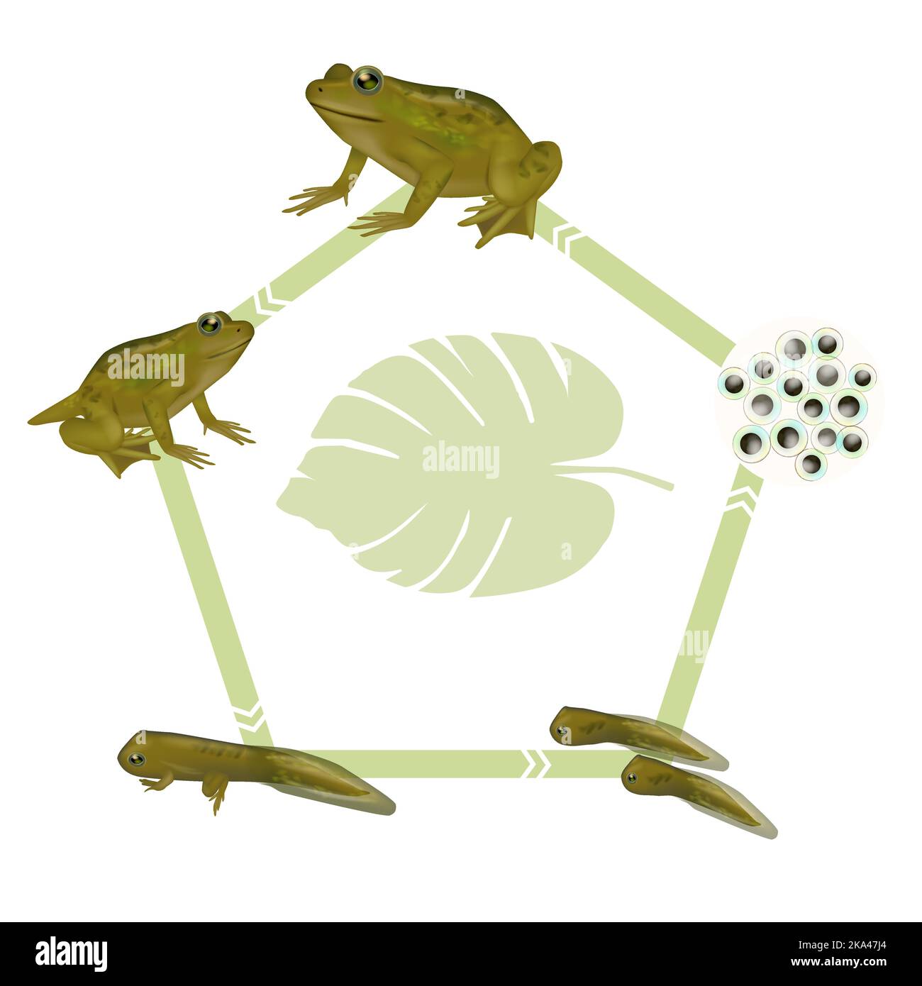 Lebenszyklus eines Frosches. Froglet, Frosch, Kaulquappe mit Beinen, Kaulquappe, Embryo, Eier. Diagramm der Entwicklungskröten der Evolution. Stock Vektor