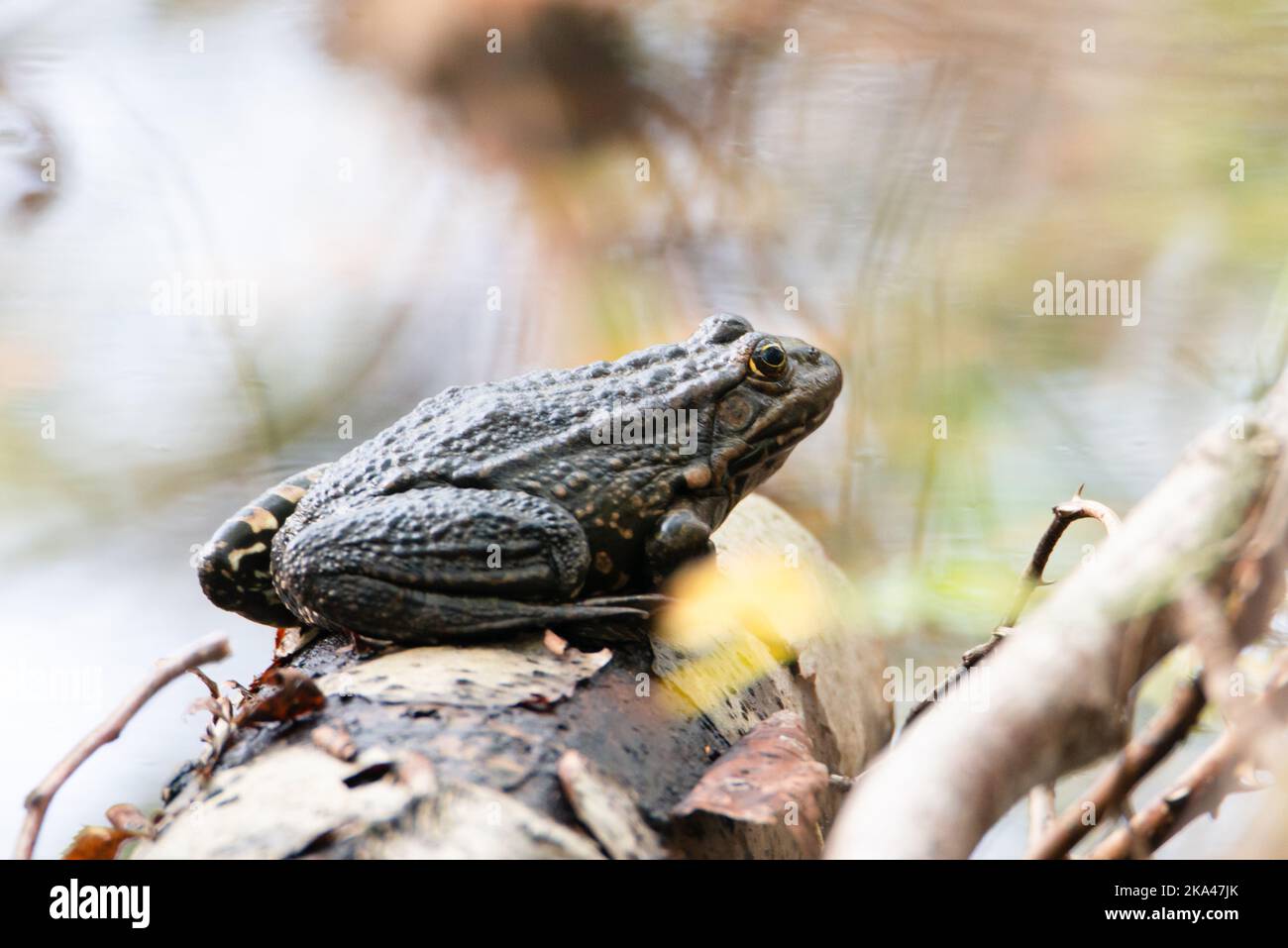 AGA Kröte, Bufo marinus sitzt auf einem Baumstamm, natürliche Umgebung, Amphibien Bewohner Feuchtgebiet Stockfoto