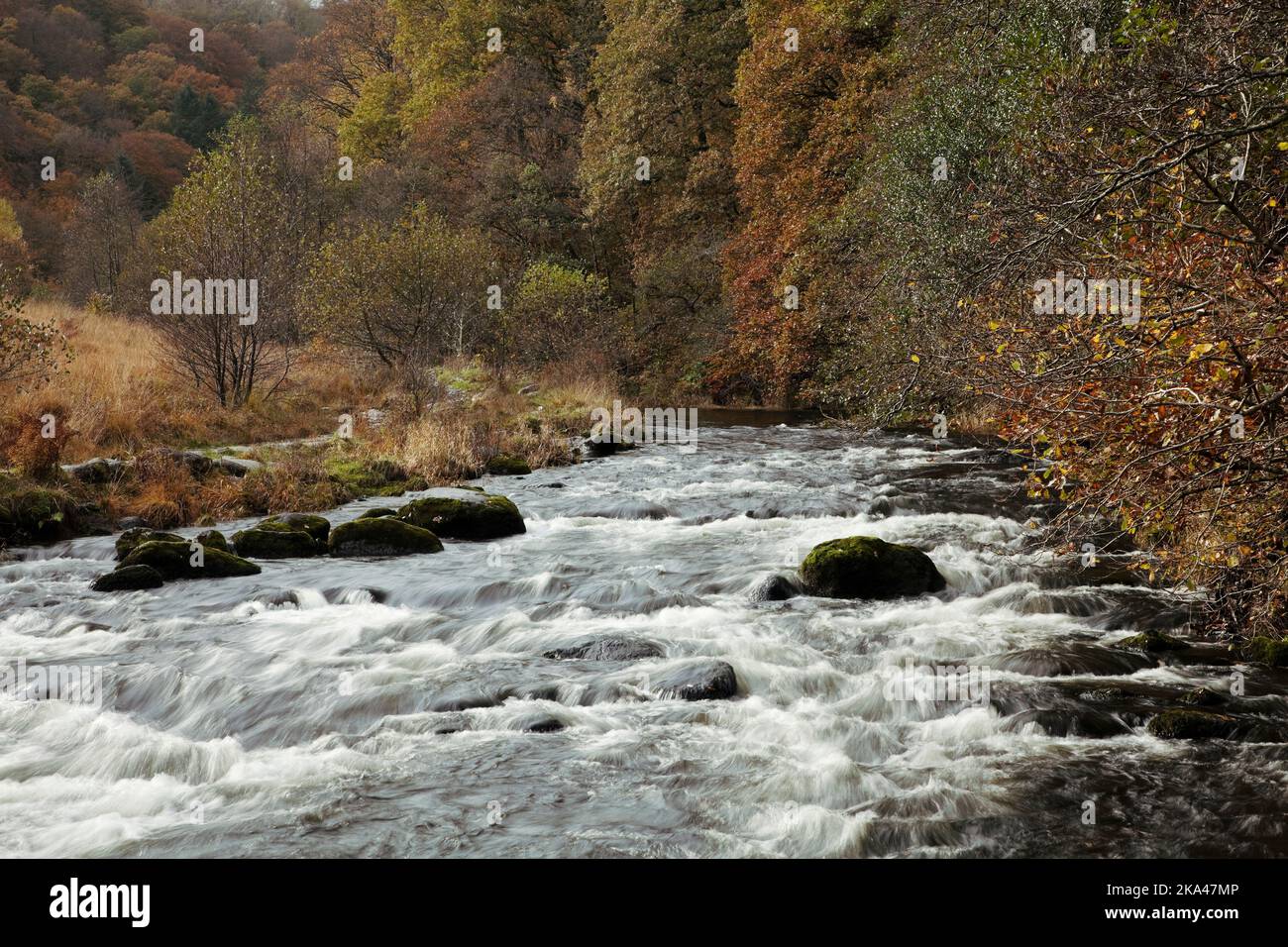 Fluss Rothay fließt vorbei Baneriggs Wood in der Nähe von Grasmere, im Lake District, Großbritannien Stockfoto