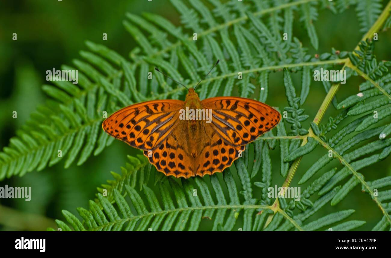 Foto eines silbergewaschenen Fritillarschmetterlings in der Sommersonne Stockfoto