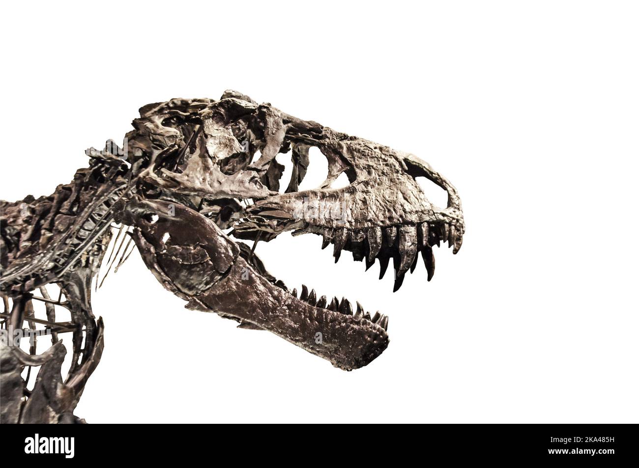 Tyrannosaurus T rex Skelett aus dem Berliner Museum isoliert auf weißem Hintergrund Stockfoto