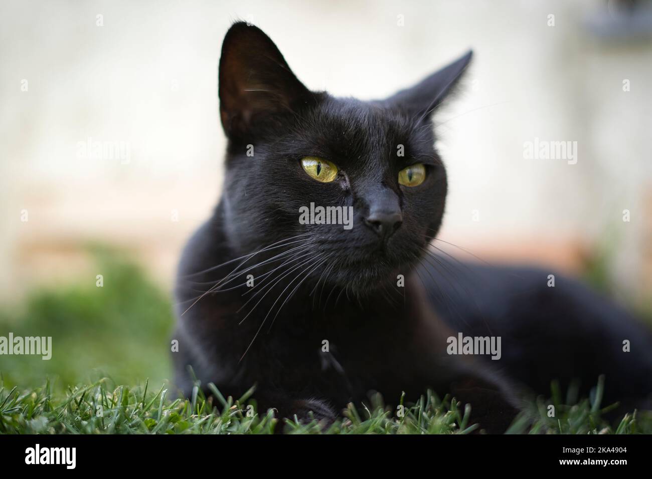 Eine Nahaufnahme einer entzückenden schwarzen Katze mit Grün Augen Stockfoto
