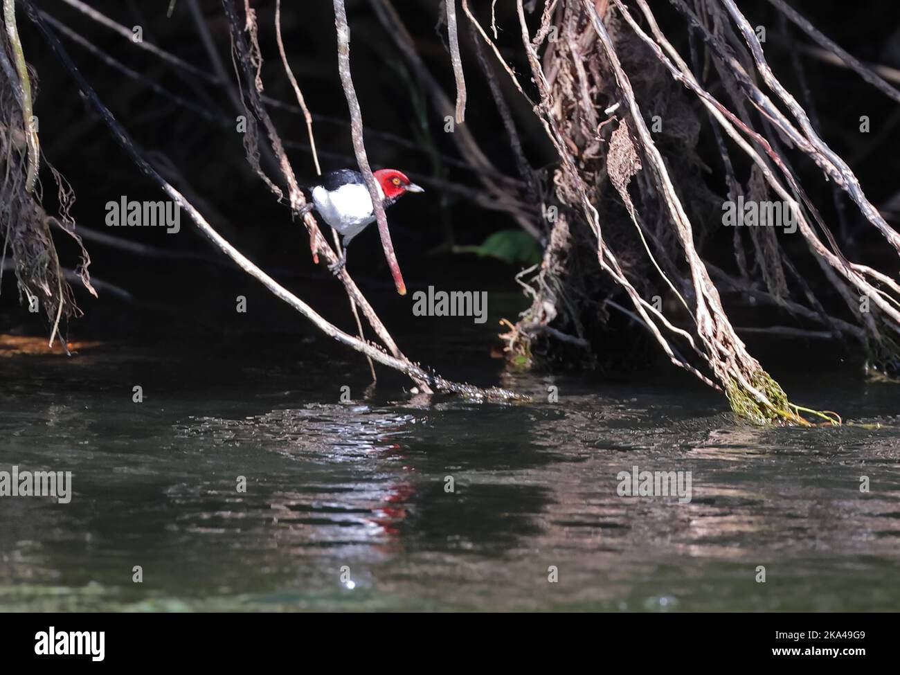 Rot-kappiger Kardinal (Paroaria gularis) Erwachsener, der über dem Rio Azul, Brasilien, thront. Juli Stockfoto