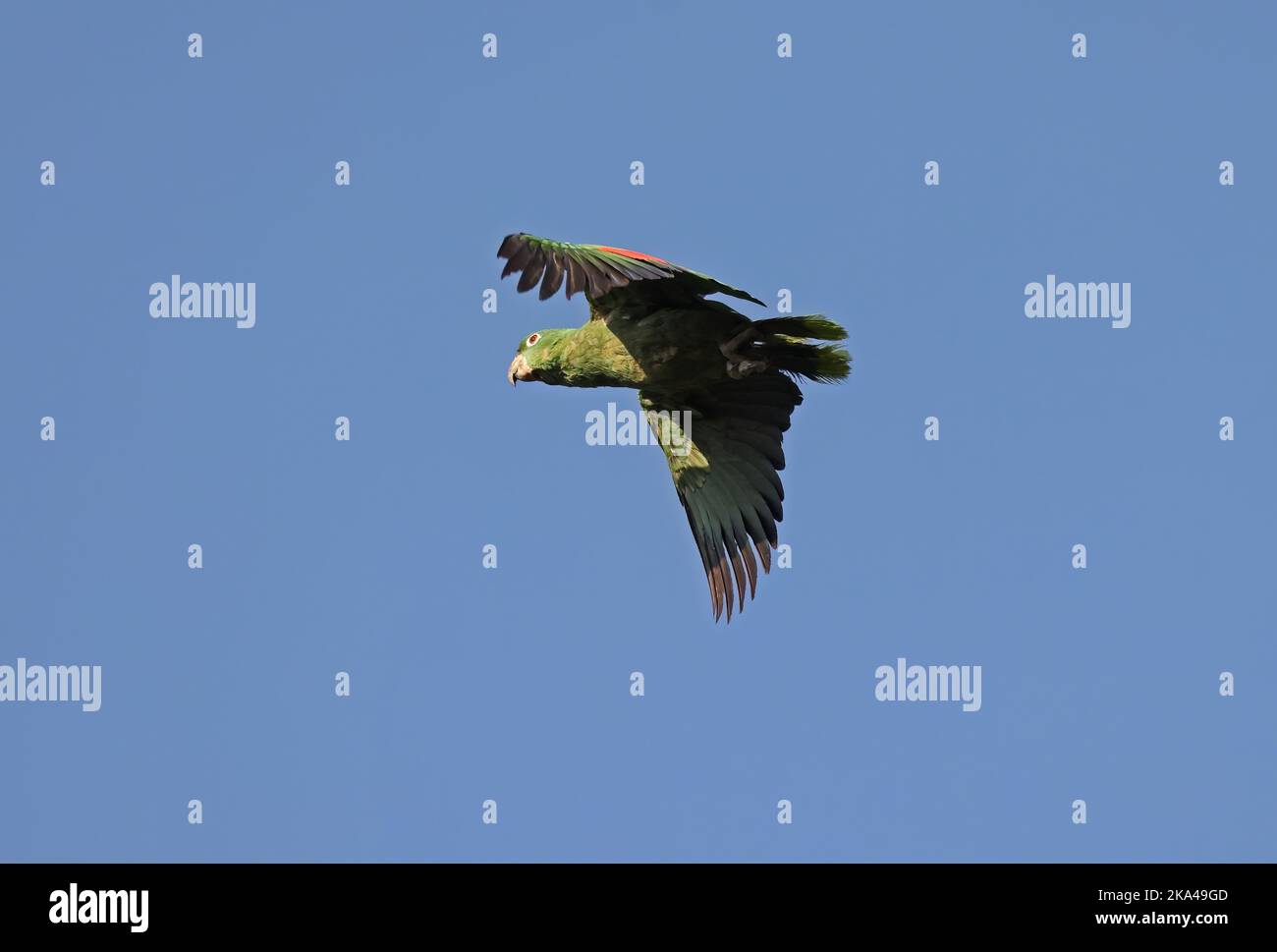 Türkisfarbener Amazonas (Amazona aestiva) Erwachsener auf Flug Alta Floresta, Brasilien. Juli Stockfoto