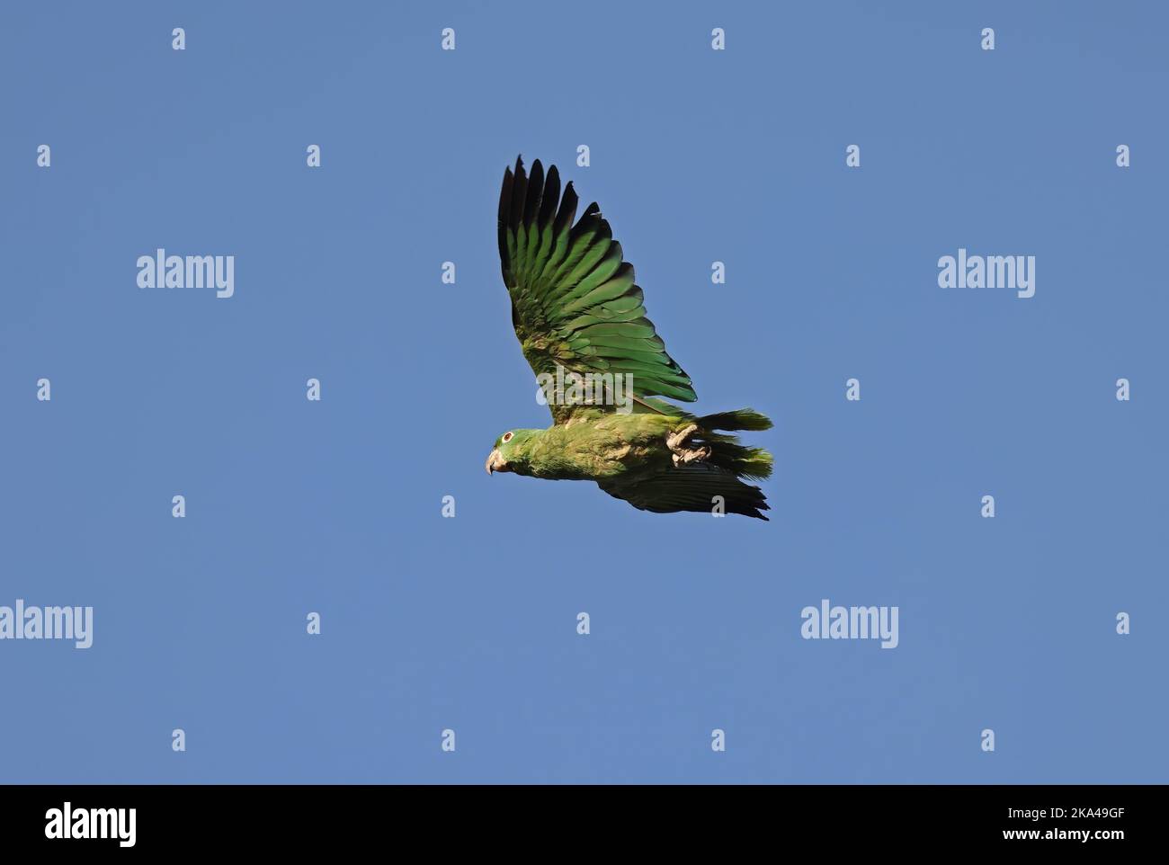 Türkisfarbener Amazonas (Amazona aestiva) Erwachsener auf Flug Alta Floresta, Brasilien. Juli Stockfoto