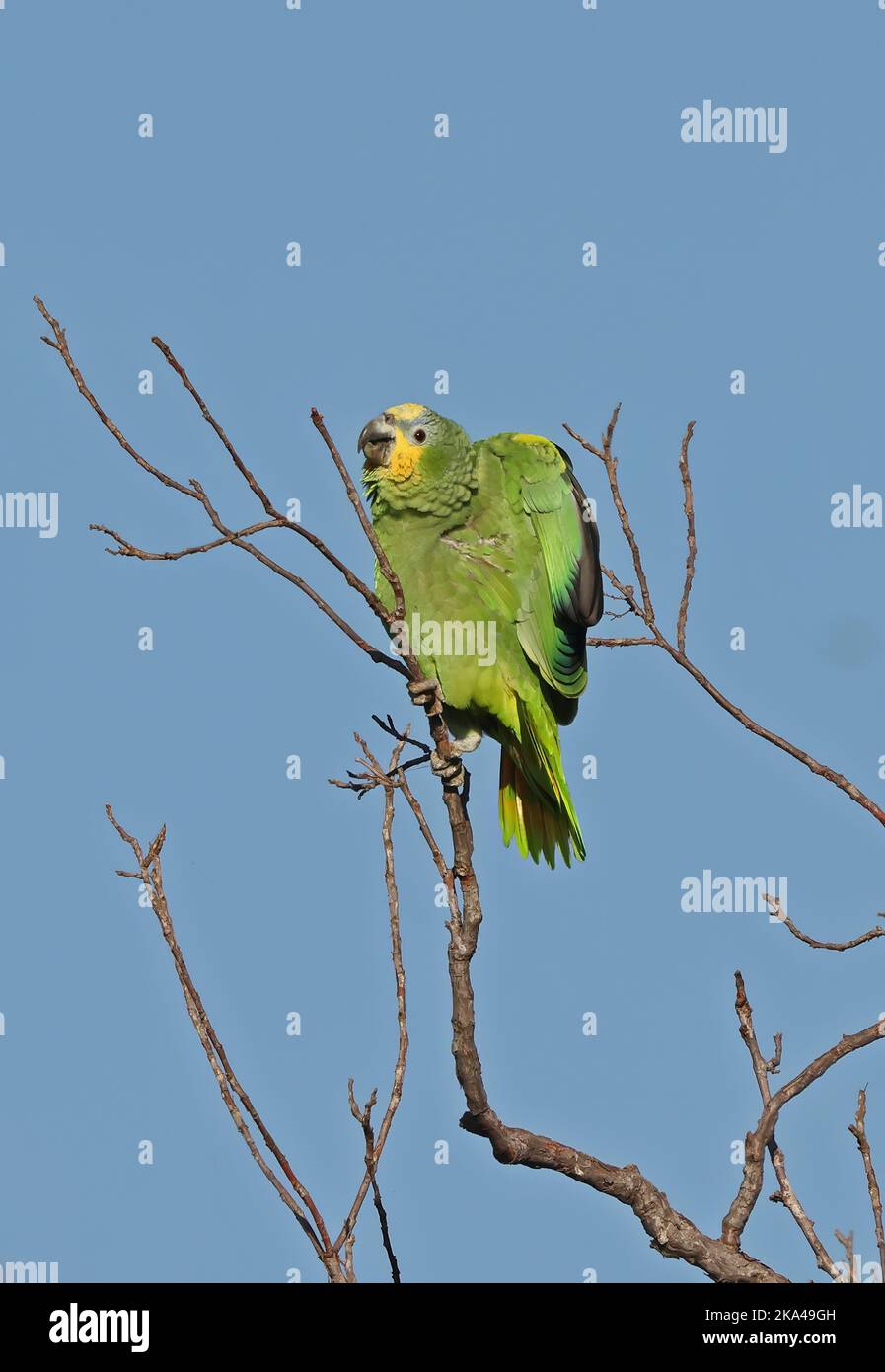 Amazonas mit türkisfarbener Fassade (Amazona aestiva), thront in einem Baum, der Pantanal, Brasilien, ausdehnt. Juli Stockfoto