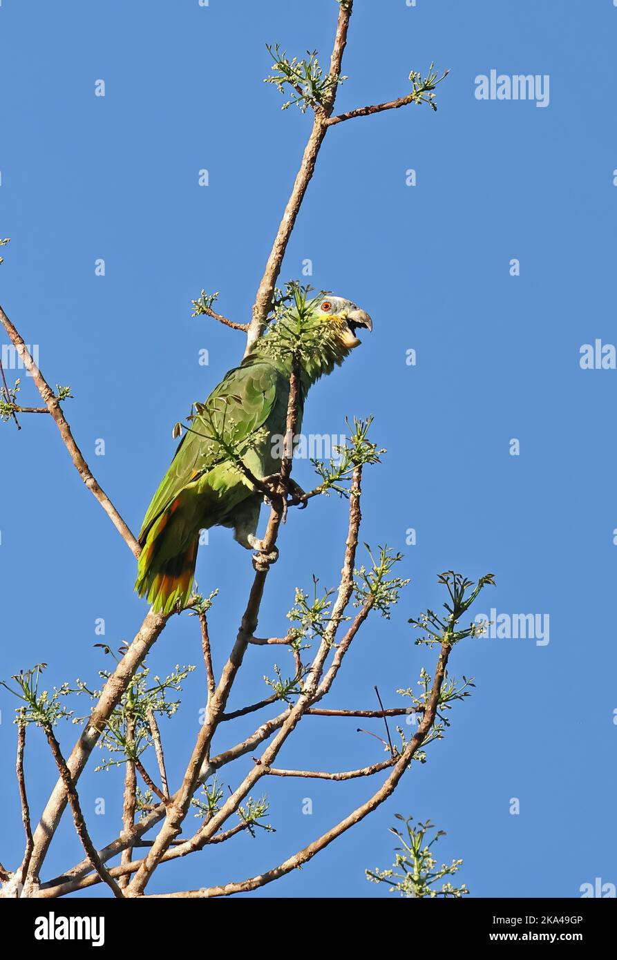Der Amazonas mit türkisfarbener Fassade (Amazona aestiva) thront in den angehenden drei, die Pantanal, Brasilien, anrufen. Juli Stockfoto