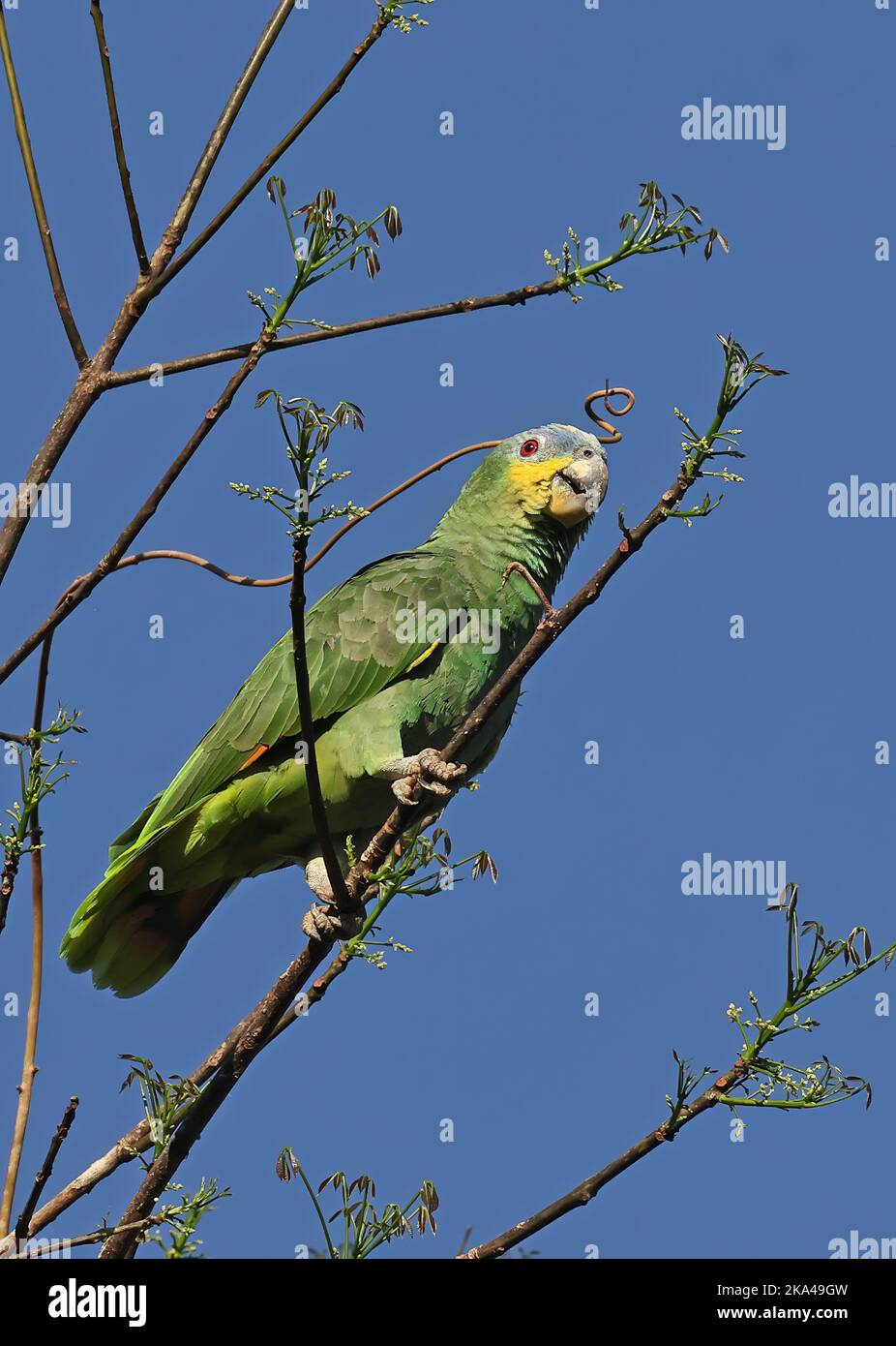 Amazonas mit türkisfarbener Fassade (Amazona aestiva), thront im angehenden Baum Rio Azul, Brasilien. Juli Stockfoto