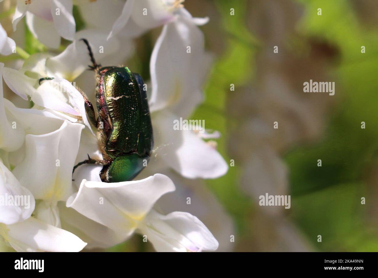 Eine selektive Fokusaufnahme von grünem Rosenchafer auf weißen Blüten Stockfoto