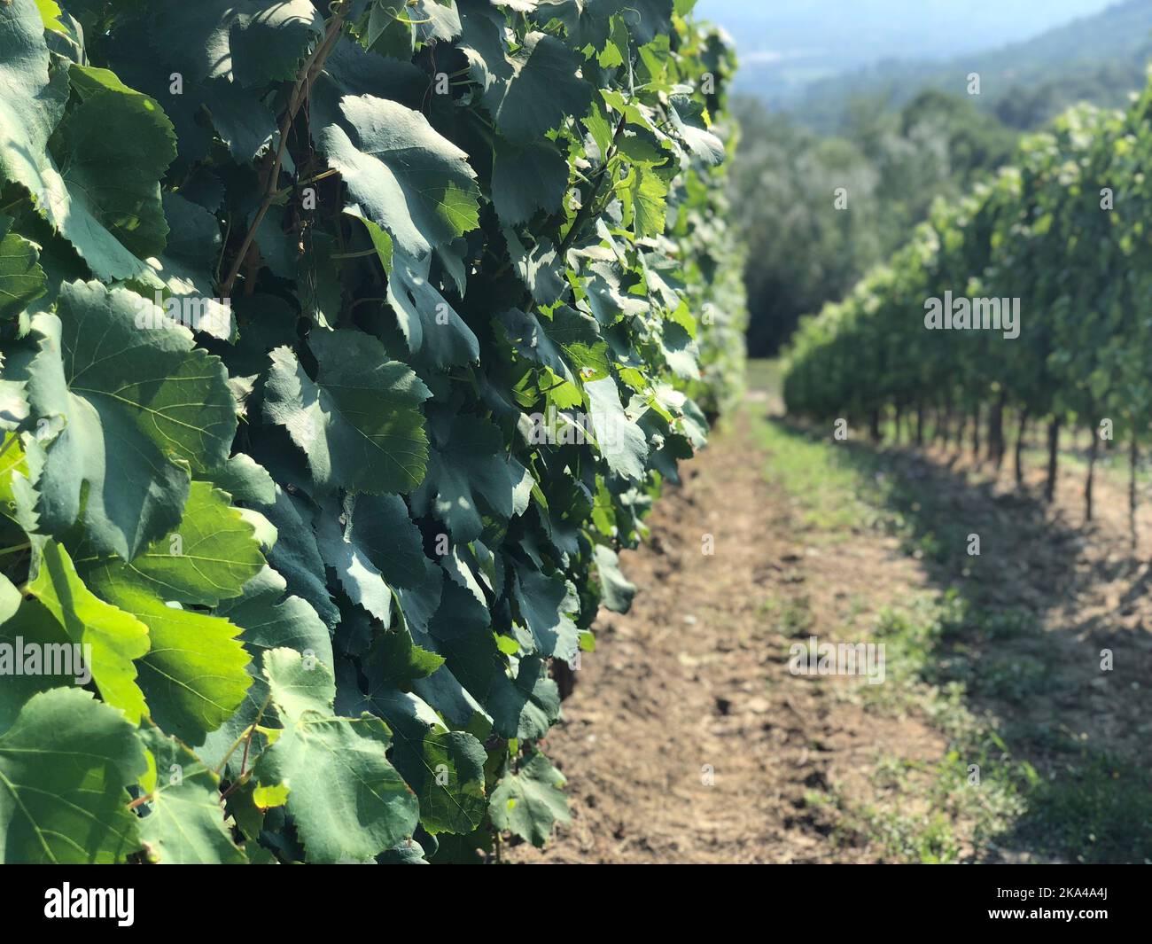 Eine selektive Fokusaufnahme von Weinbergsreihen in Sorbo Serpico, Kampanien, Süditalien Stockfoto
