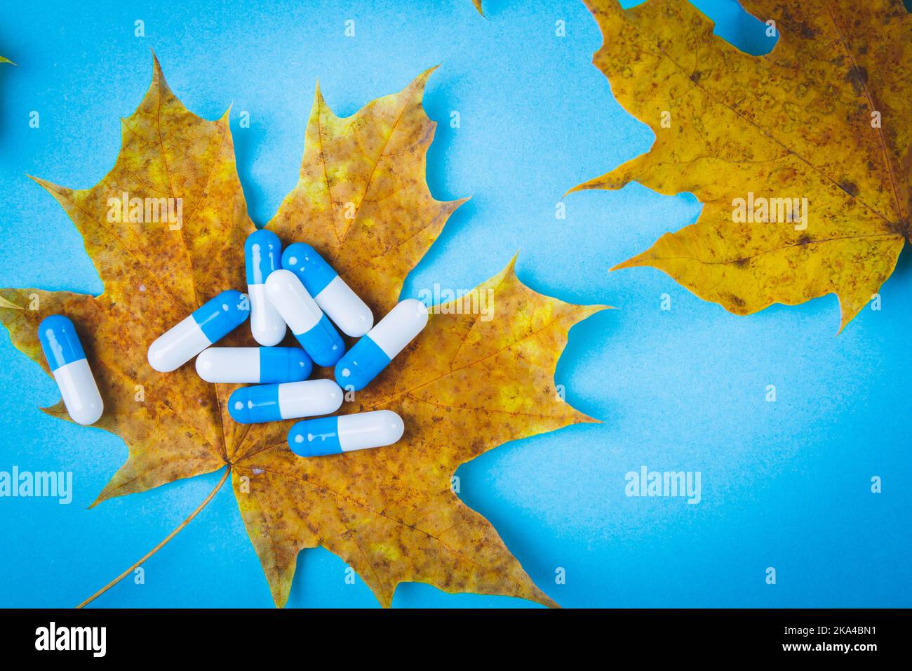 Tabletten auf Herbstblatt. Herbst Ahornblatt und Medikamente auf blauem Hintergrund. Stockfoto