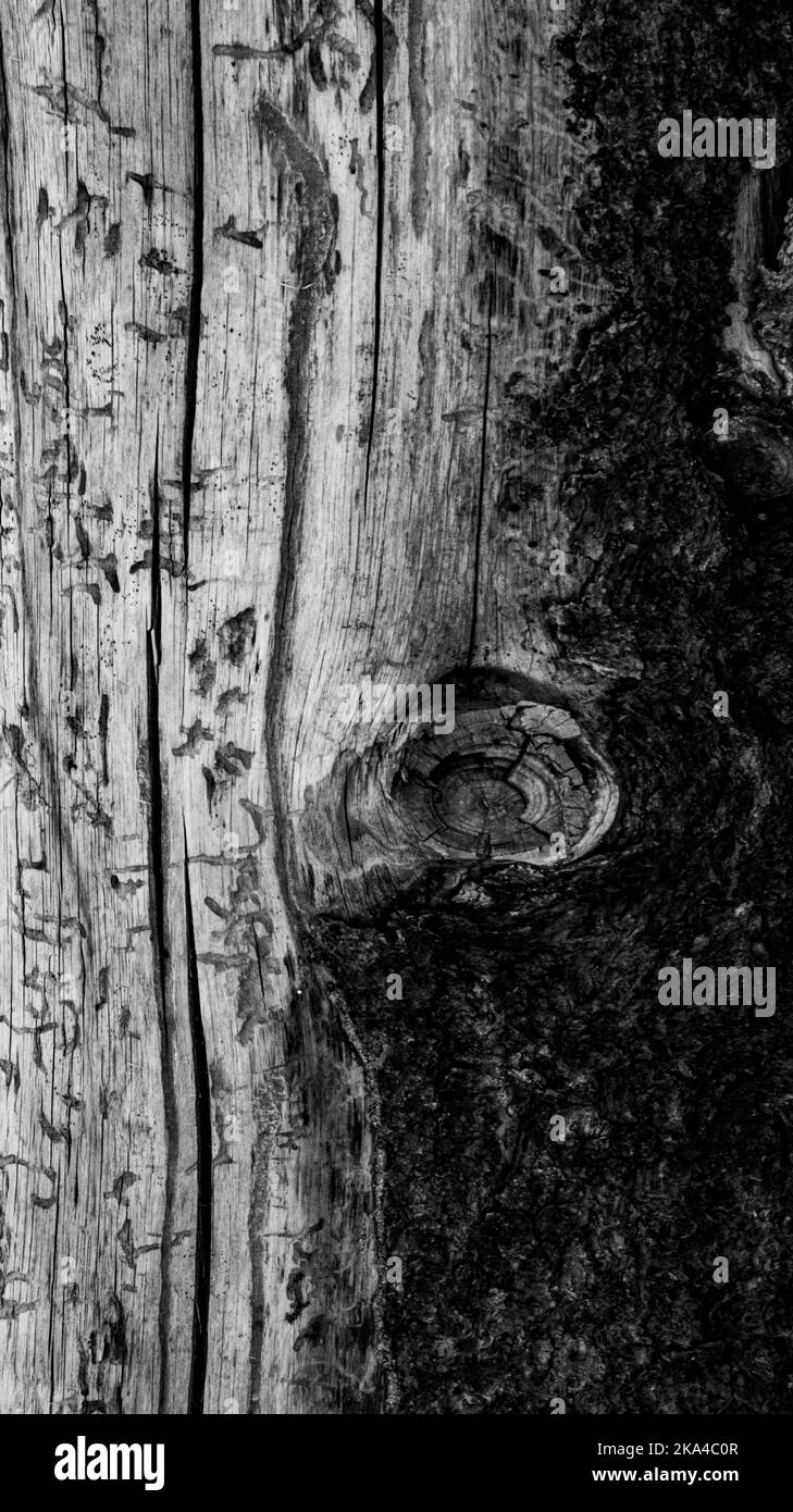 Nahaufnahme auf einem Baumstamm, halb im Licht und halb im Schatten. Die Hälfte ist glattes Holz, und die andere Hälfte ist raue Rinde. Stockfoto