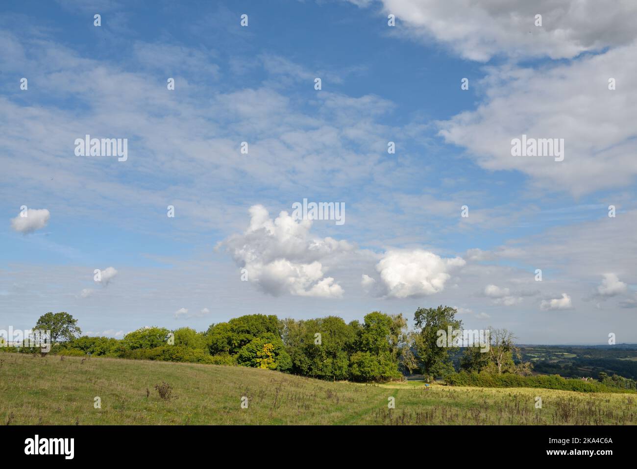 Bäume, Felder der flachen Landschaft von Somerset in der Nähe von Clutton, England, Großbritannien Stockfoto