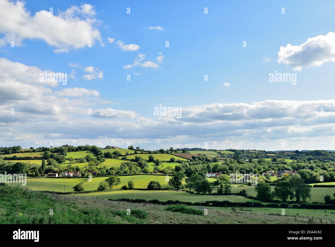 Bäume, Felder der flachen Landschaft von Somerset in der Nähe von Clutton, England, Großbritannien Stockfoto