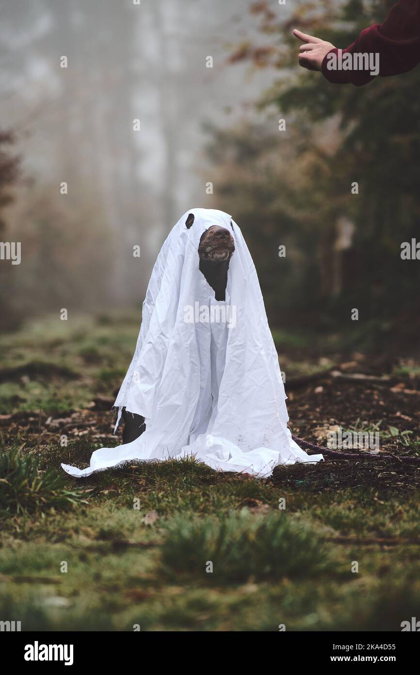 Hund ist als Gespenst für halloween verkleidet. Hochwertige Fotos Stockfoto